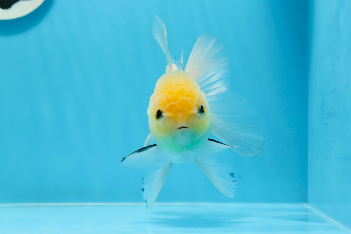 AAA Grade Lemonhead Panda Button Eyes Oranda Male 5-5.5 inches #0913OR_13