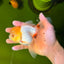 SUNNY White Oranda Female 5-5.5 inches #041026OR_08