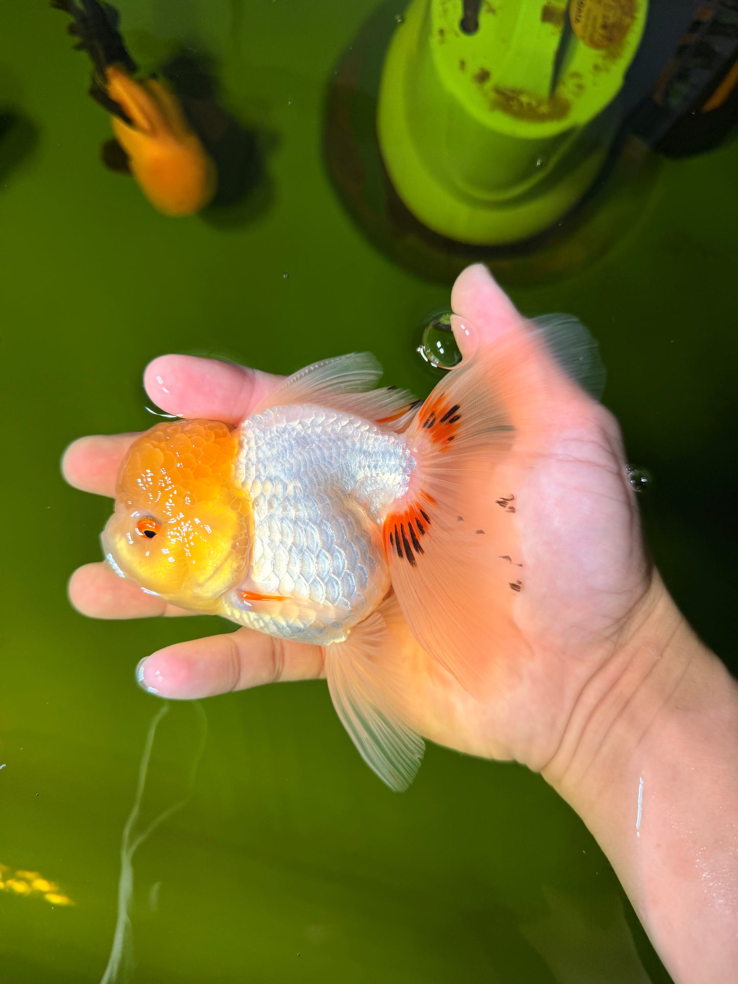 SUNNY White Oranda Female 5-5.5 inches #041026OR_08