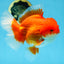 AAA Grade CHUNKY Godzilla Red White Oranda Male 6 inches #090525OR_10