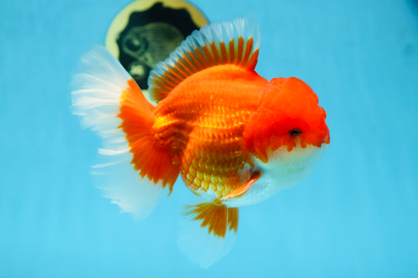 AAA Grade CHUNKY Godzilla Red White Oranda Male 6 inches #090525OR_10