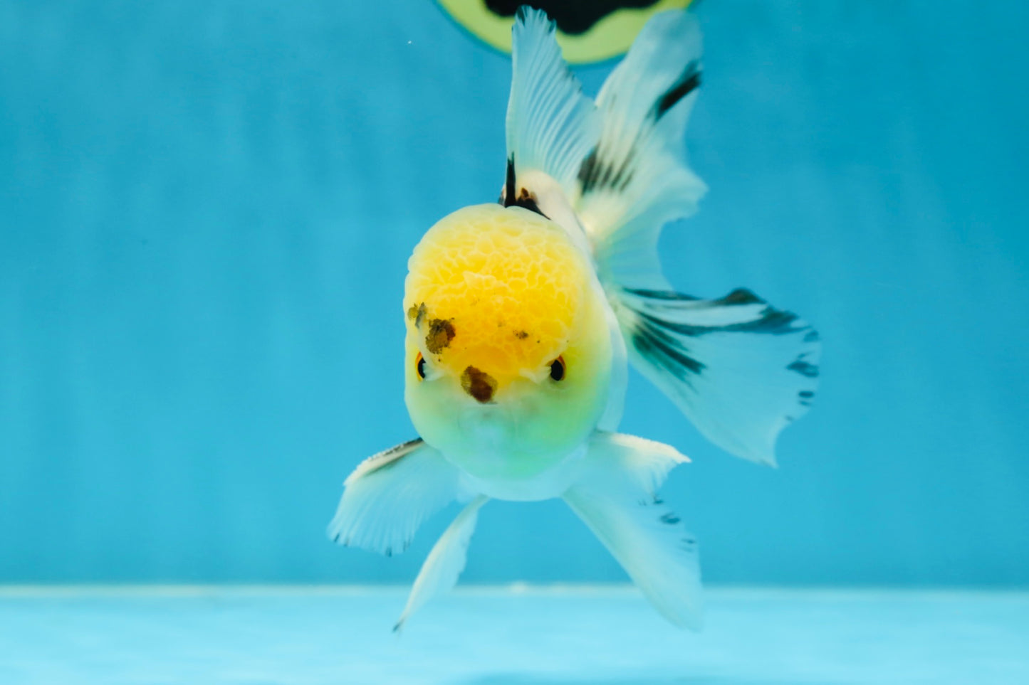 A Grade Panda Oranda Male 5 inches #052325OR_03