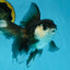 Panda Oranda Female 5.5 inches #100325OR_17