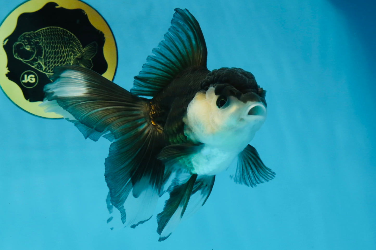 Panda Oranda Female 5.5 inches #100325OR_17