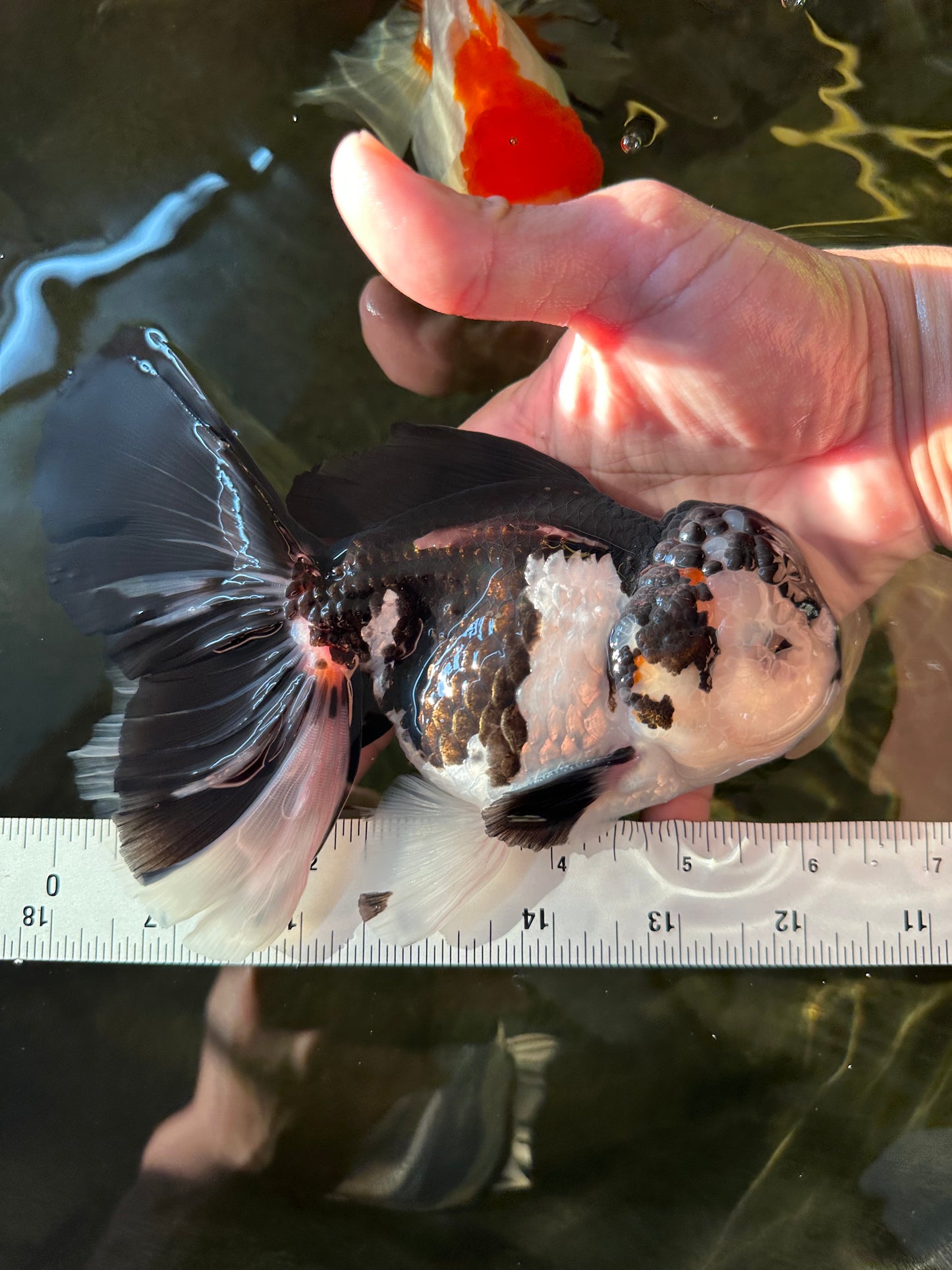 AAA Grade Panda Oranda Male 6.5 inches #110824OR_08