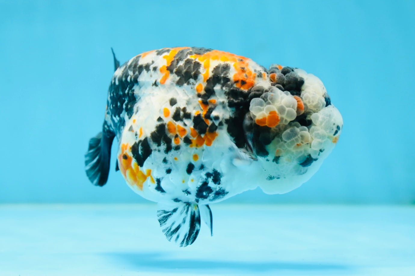 RARE AAA Grade Special Tricolor Tiger LionQueen 4.5-5 inches #082225LC_02