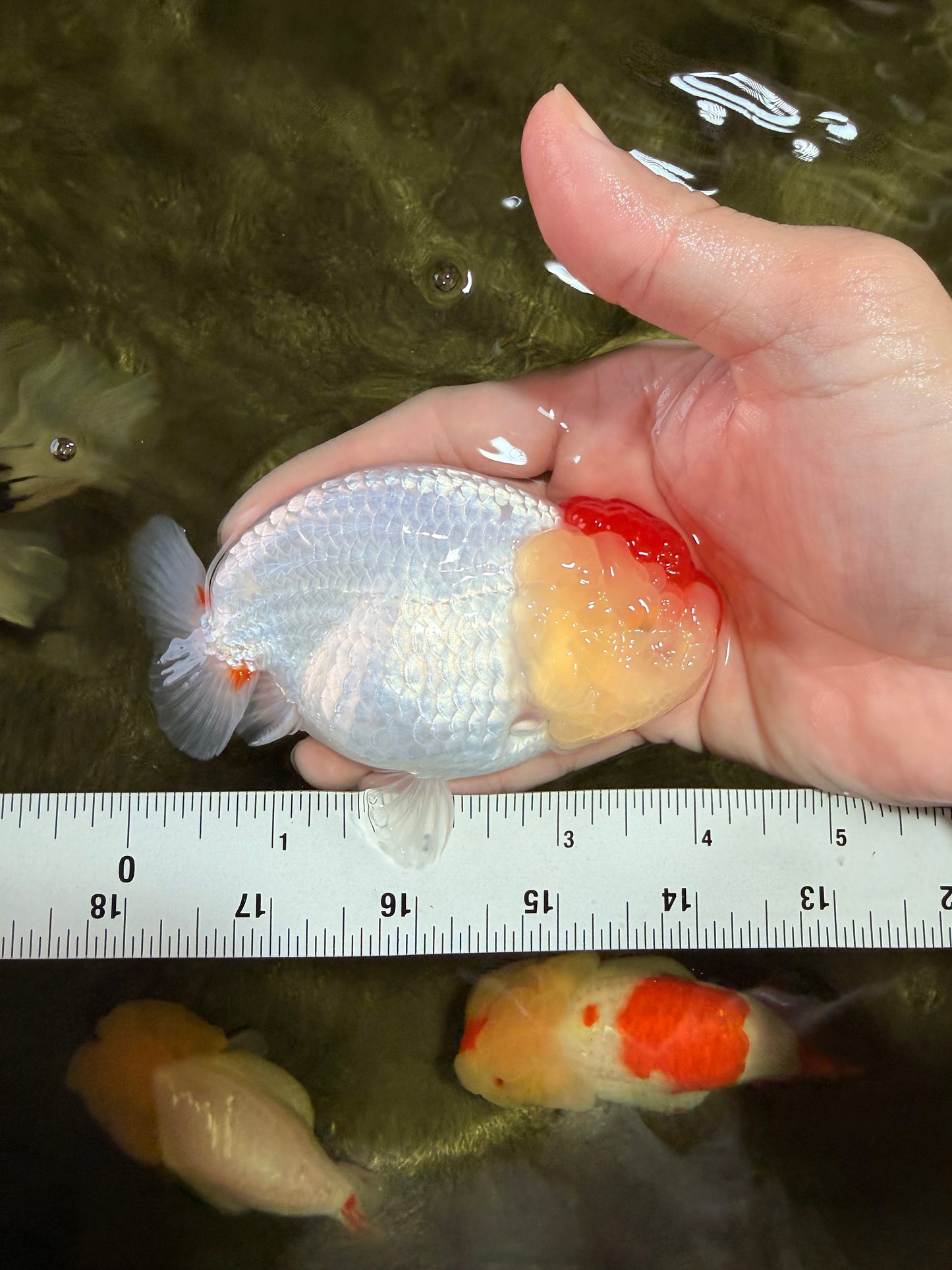 A Grade Tancho Red White LionQueen 4-4.5 inches #031326LC_08