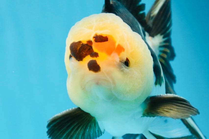 AAA Grade PUPPY Tricolor Oranda Male 5.5 inches #080125OR_24