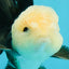 Unique AAA Grade Panda Cute Wen Button Eyes Oranda Male 4.5 inches #1004OR_39