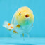 Lemonhead Lionchu Male 4 inches #0920LC_02