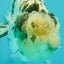 White Tiger Ranchu Female 5-5.5 inches #102326RC_04