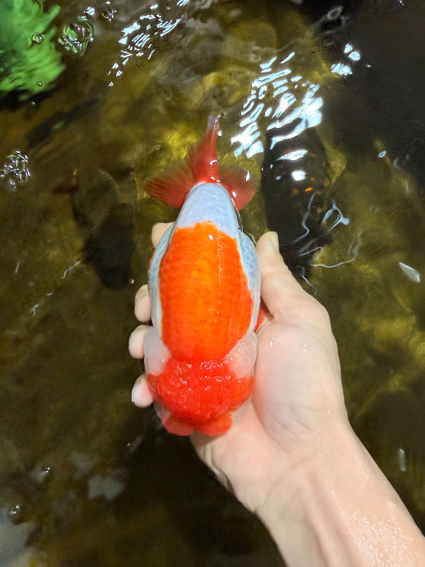 A Grade Red White LionKing 5.5-6 inches #103125LC_10