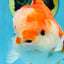 SUPER CUTE A Grade Sakura Oranda Female 5.5 inches #102425OR_21