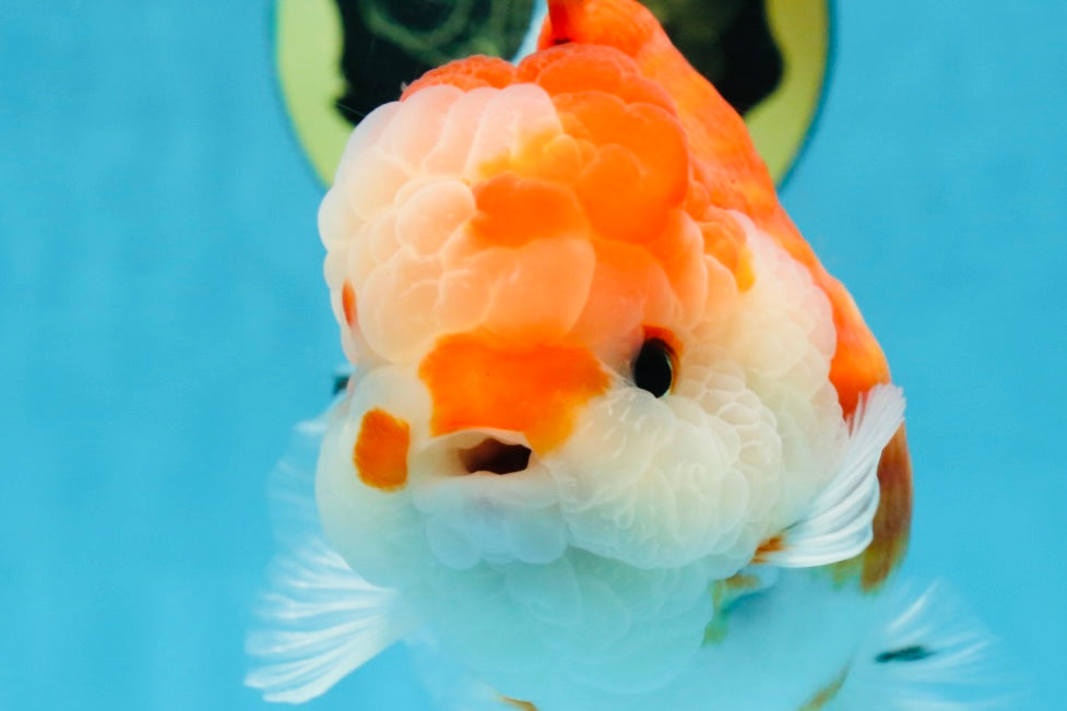 SUPER CUTE A Grade Sakura Oranda Female 5.5 inches #102425OR_21