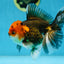 A Grade FANCY Tricolor Oranda Male 5.5 inches #082925OR_05