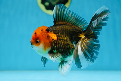 A Grade FANCY Tricolor Oranda Male 5.5 inches #082925OR_05