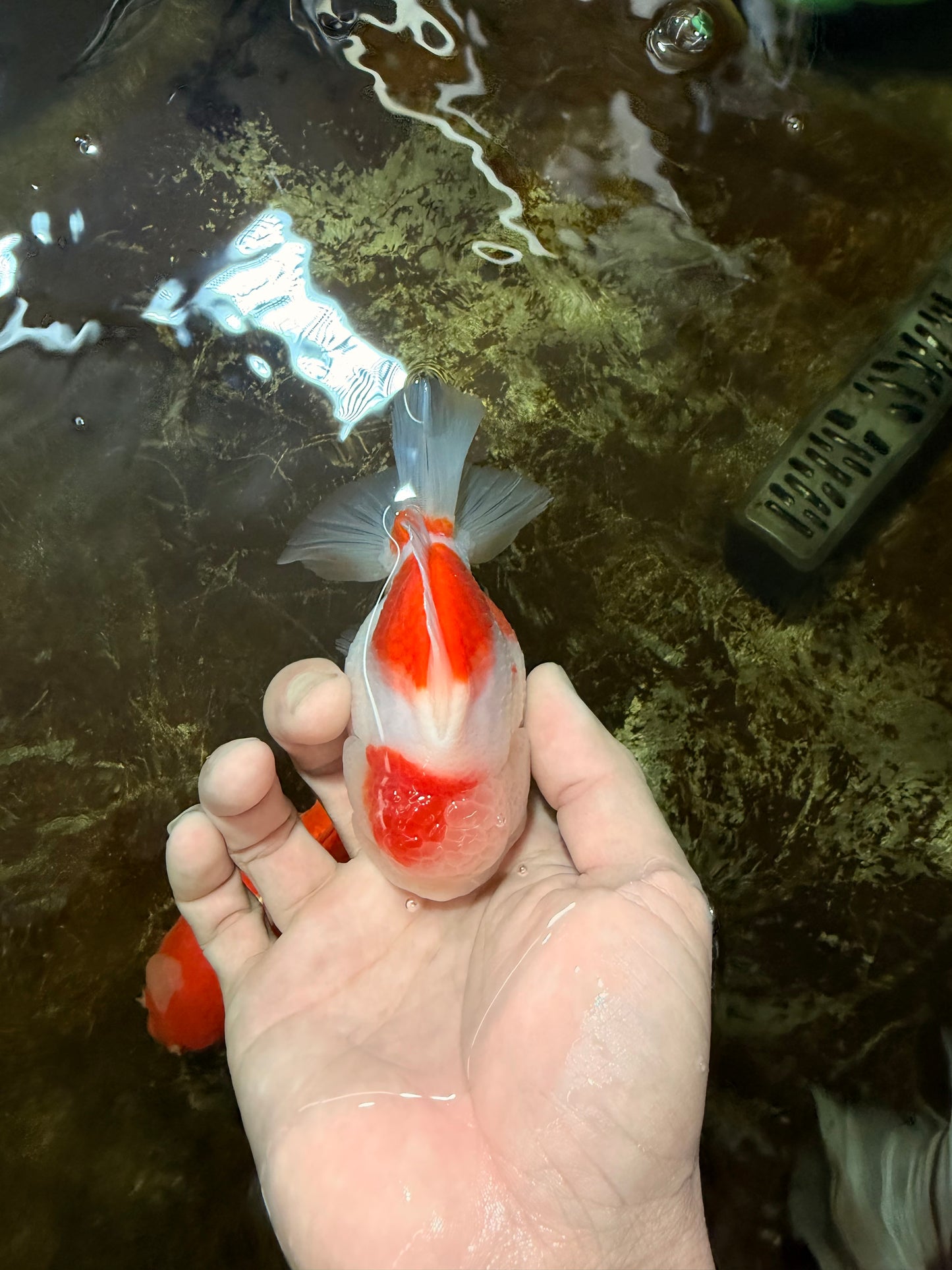 ADORABLE A Grade Sakura Yuanbao Male 4 inches #110725YB_10