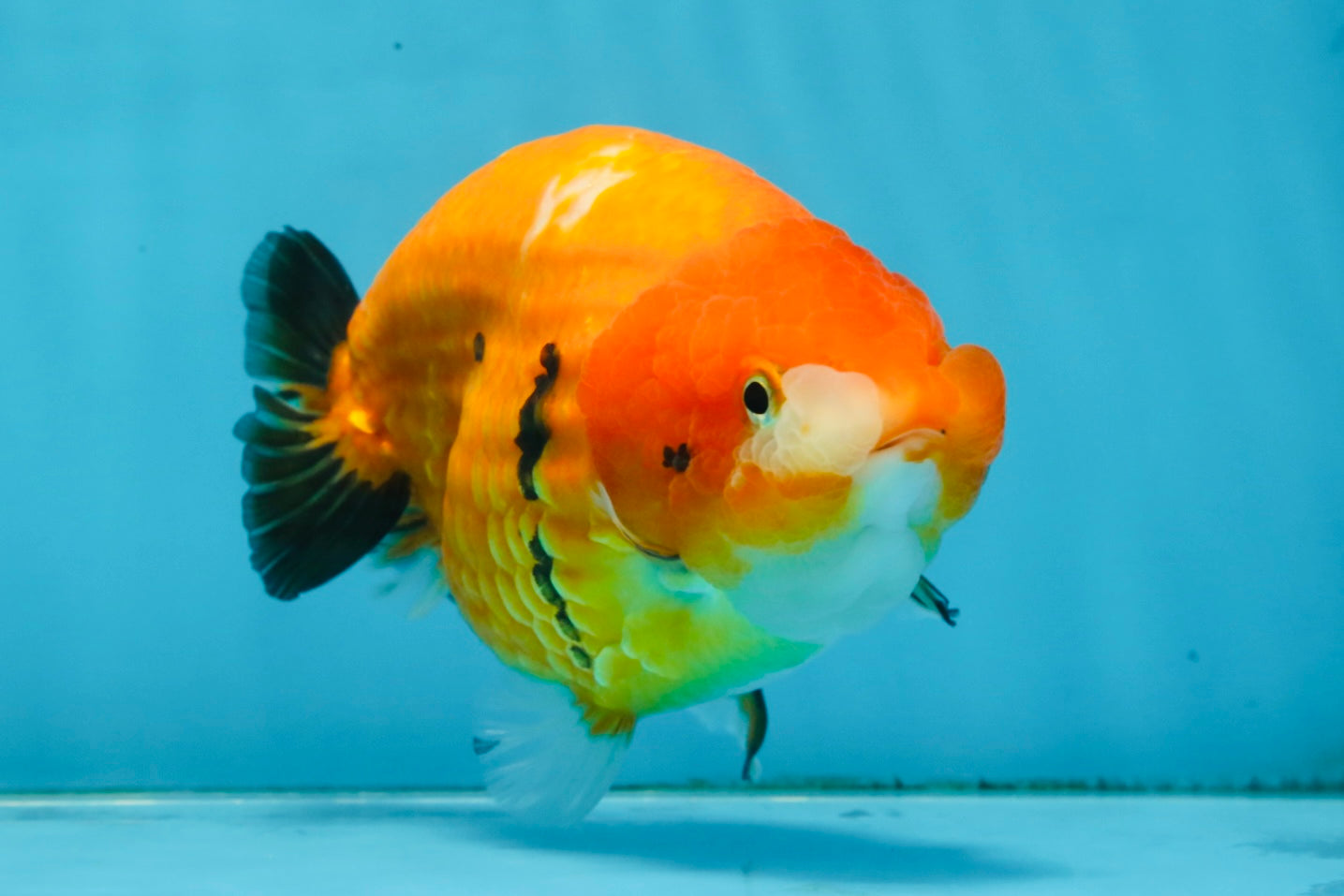 A Grade Chinese Sakura Ranchu Female 5.5 inches #101725RC_14