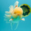 FLUFFY AAA Grade Jumbo Boradtail Red White Oranda Male 8.5 inches #072426OR_02