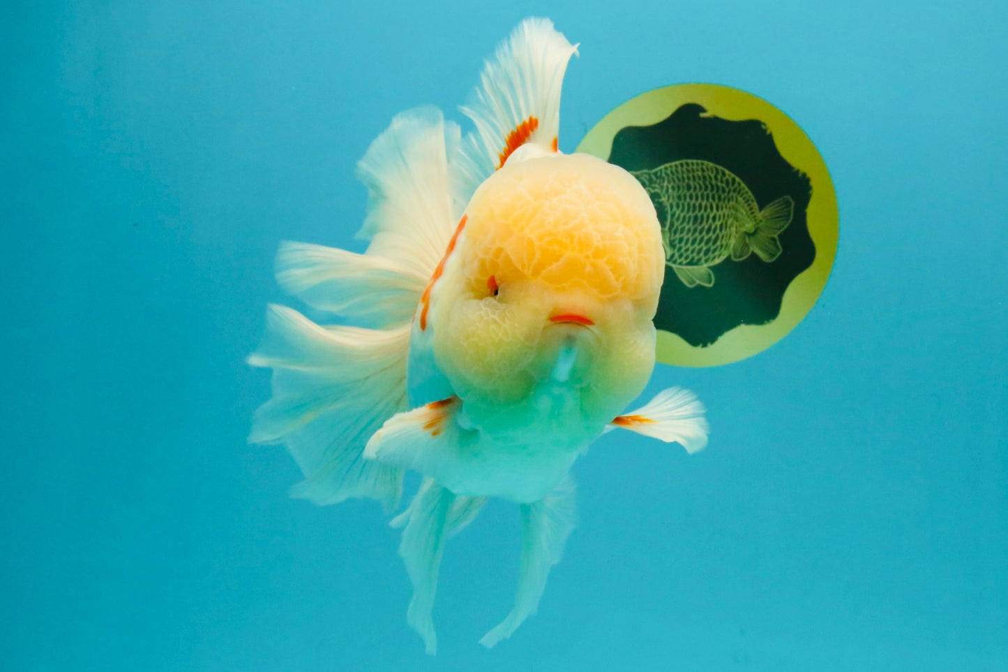 FLUFFY AAA Grade Jumbo Boradtail Red White Oranda Male 8.5 inches #072426OR_02