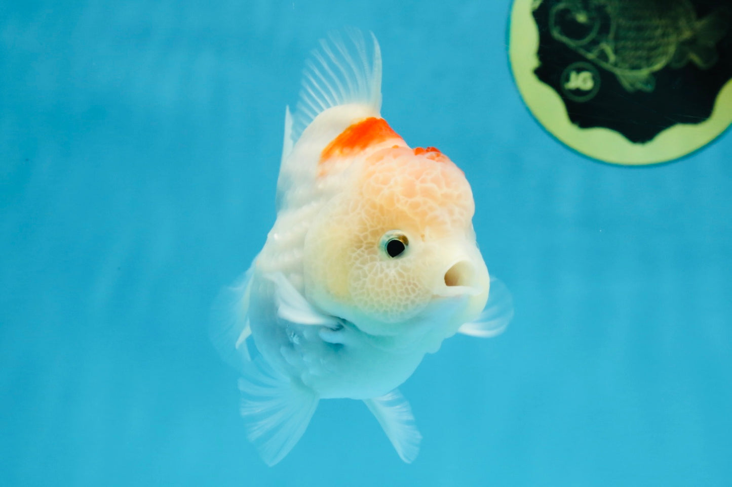 A Grade Sakura Yuanbao Female 4 inches #103125YB_07