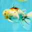 Calico Oranda Male 6.5 inches #090426OR_02