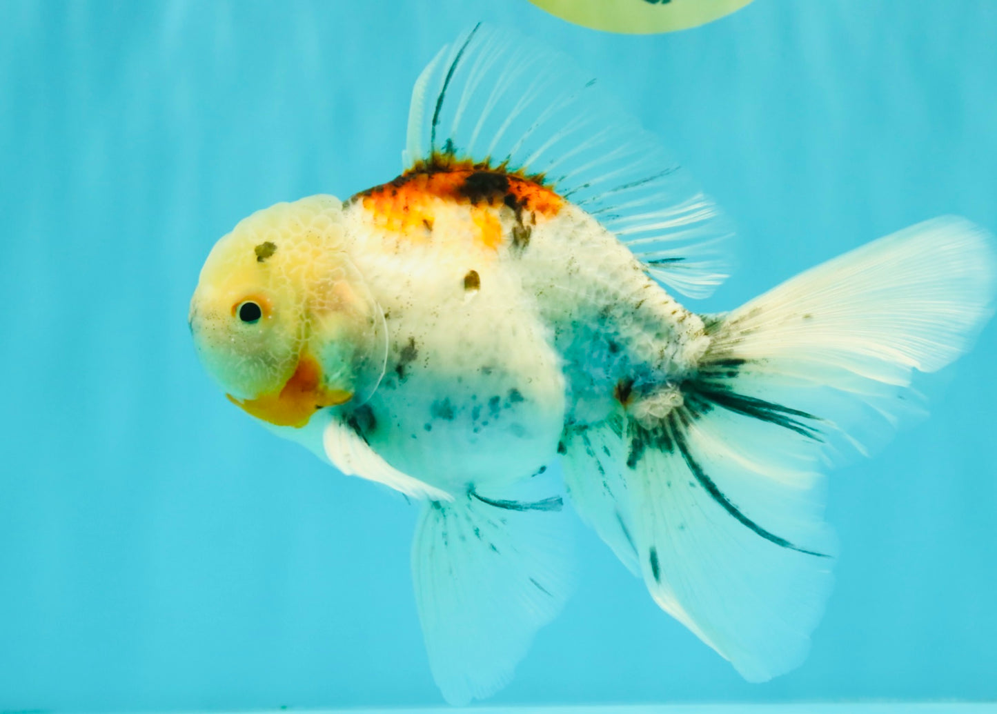Calico Oranda Male 6.5 inches #090426OR_02