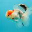 A Grade Sakura Oranda Male 5 inches #110824OR_11