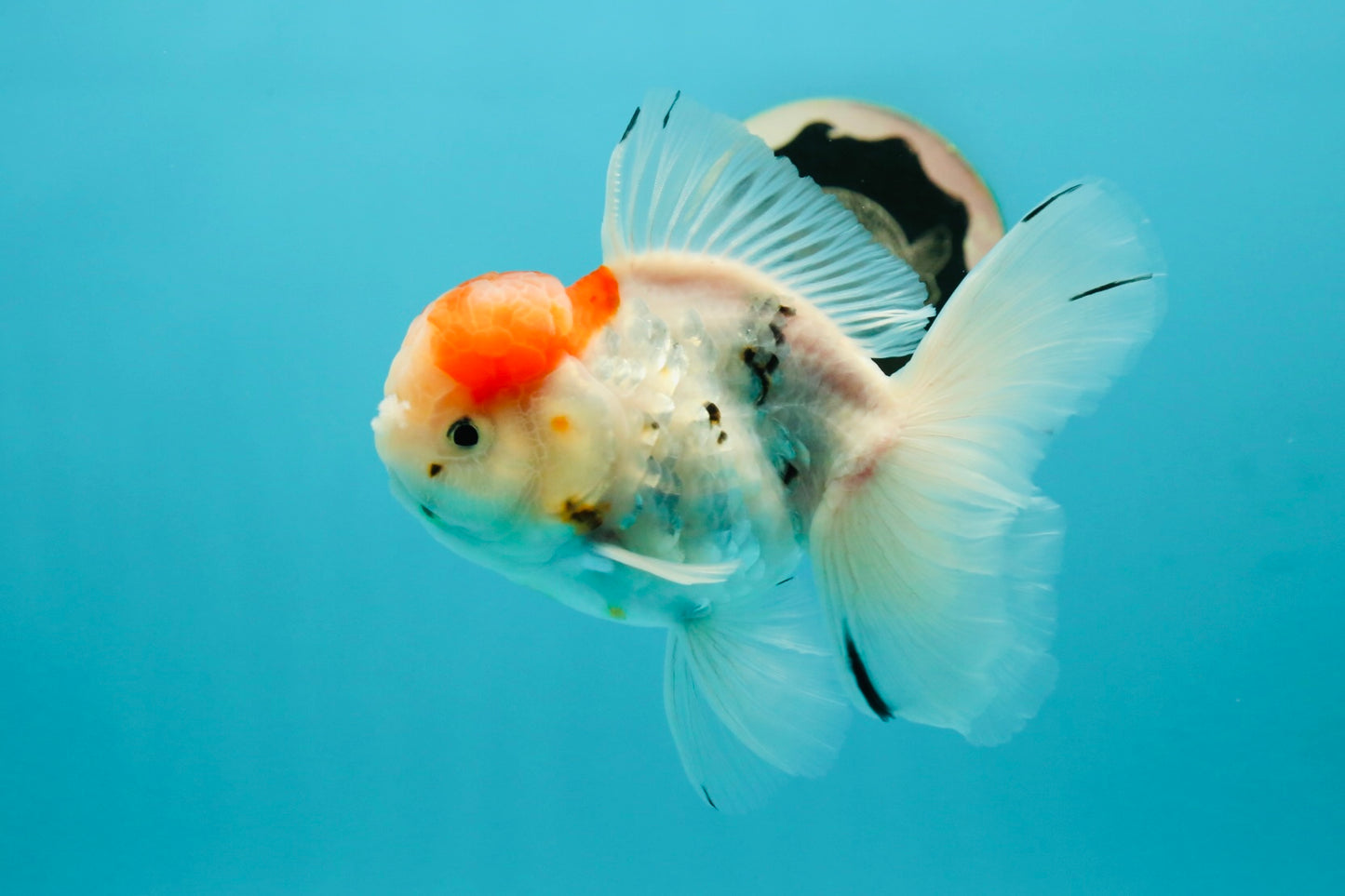 A Grade Sakura Oranda Male 5 inches #110824OR_11