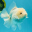 A Grade Snow White Oranda Female 6 inches #030626OR_26