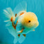 BEAUTY A  Grade Red White Oranda Male 6 inches #082126OR_08