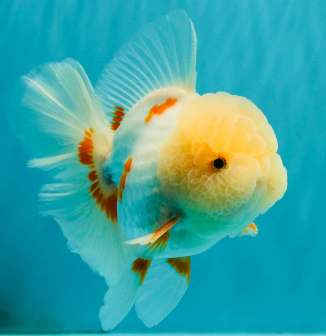 BEAUTY A  Grade Red White Oranda Male 6 inches #082126OR_08
