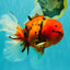A Grade Tiger Oranda Female 7.5 inches #101626OR_16
