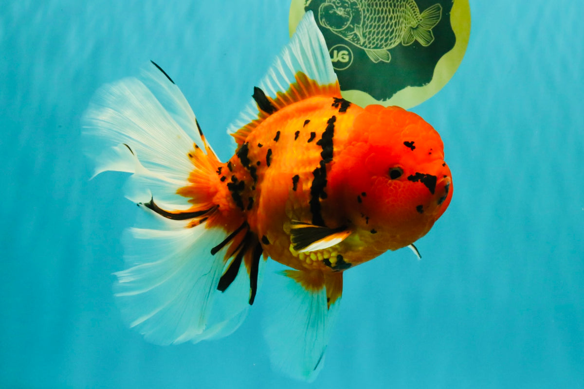 A Grade Tiger Oranda Female 7.5 inches #101626OR_16