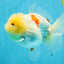 BEAUTY A Grade Red White Oranda Female 5.5 inches #040326OR_06