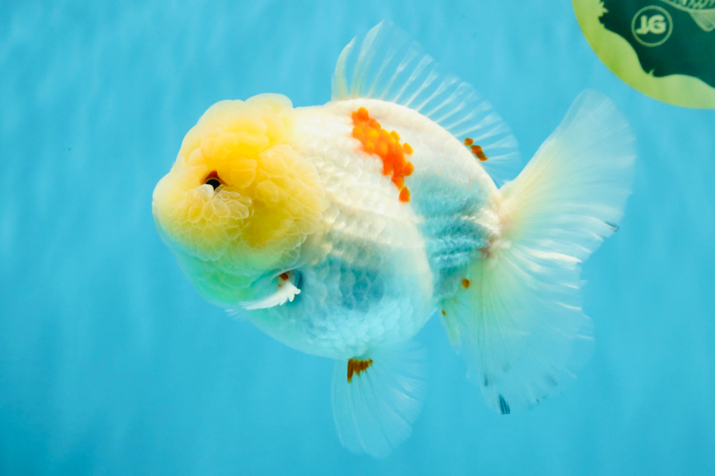 BEAUTY A Grade Red White Oranda Female 5.5 inches #040326OR_06
