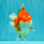 CHONKY AAA Grade Red White Yuanbao Female 5-5.5 inches #080726YB_23