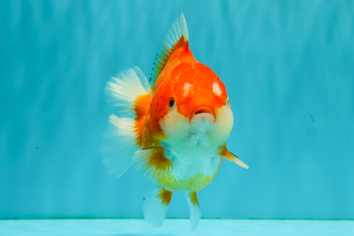CHONKY AAA Grade Red White Yuanbao Female 5-5.5 inches #080726YB_23