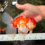 VISION A Grade Red White Oranda Male 6 inches #070626OR_08