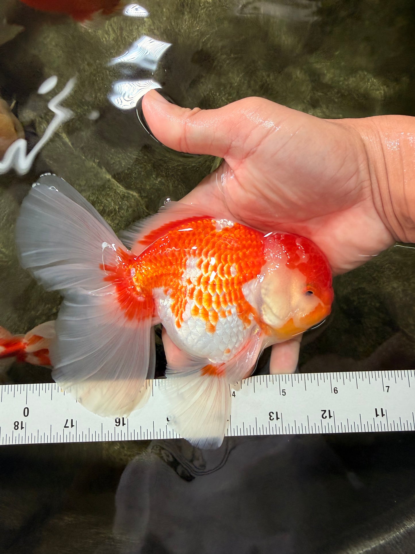 VISION A Grade Red White Oranda Male 6 inches #070626OR_08