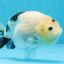 A Grade Chinese Cow Ranchu Female 4.5-5 inches #101725RC_18