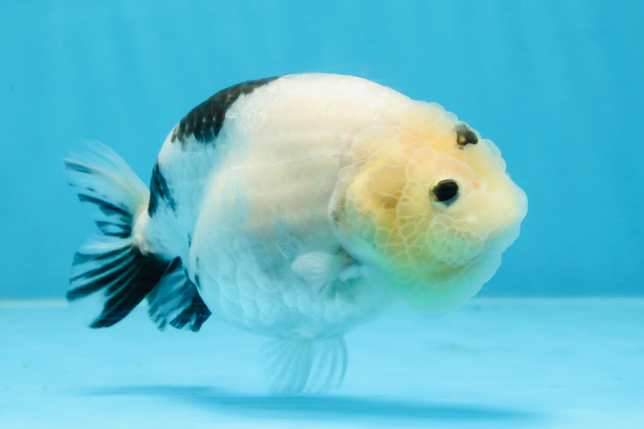 A Grade Chinese Cow Ranchu Female 4.5-5 inches #101725RC_18