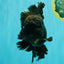GODZILLA AAA Grade Black Lava Oranda Male 6.5-7 inches #092526OR_02