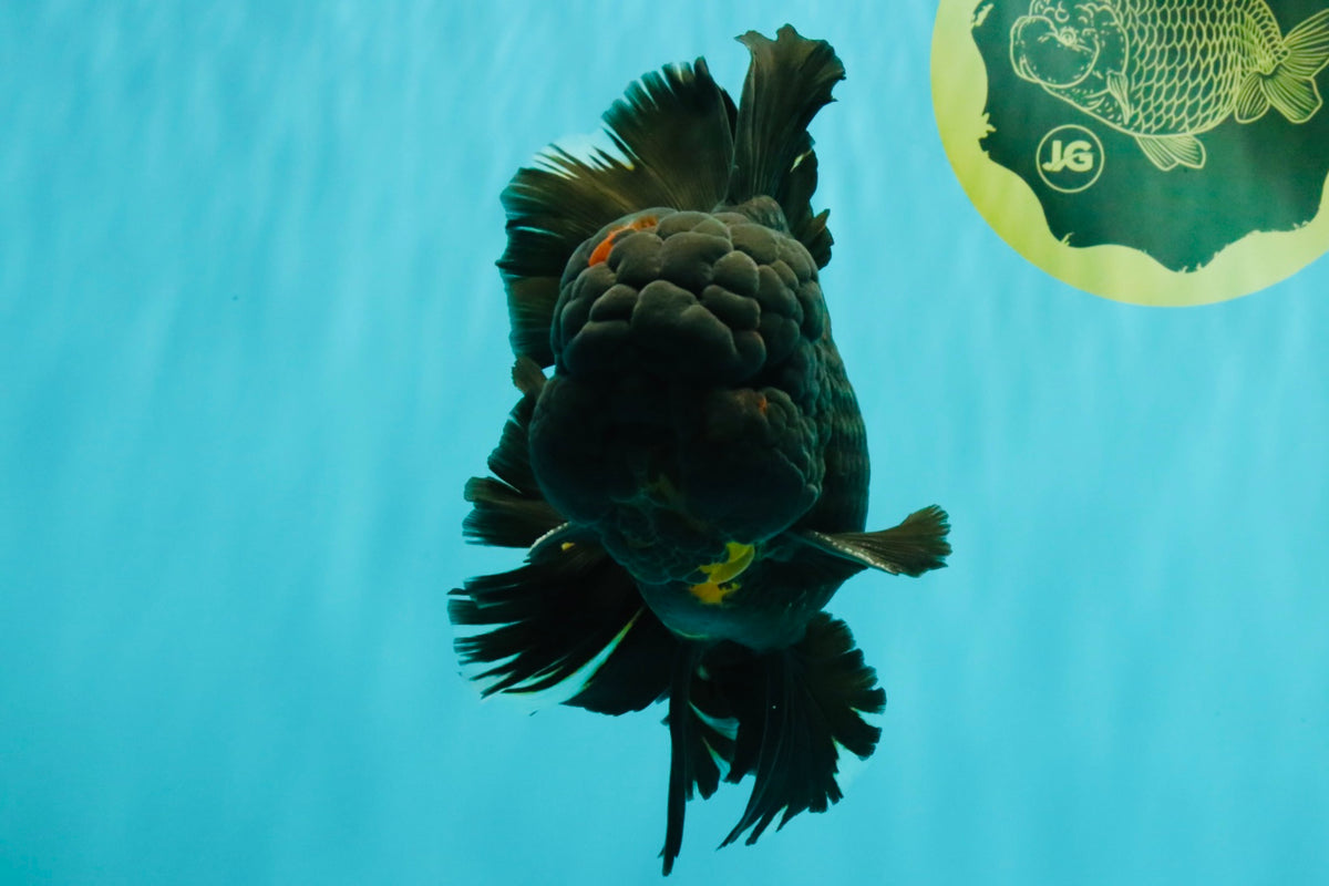 GODZILLA AAA Grade Black Lava Oranda Male 6.5-7 inches #092526OR_02