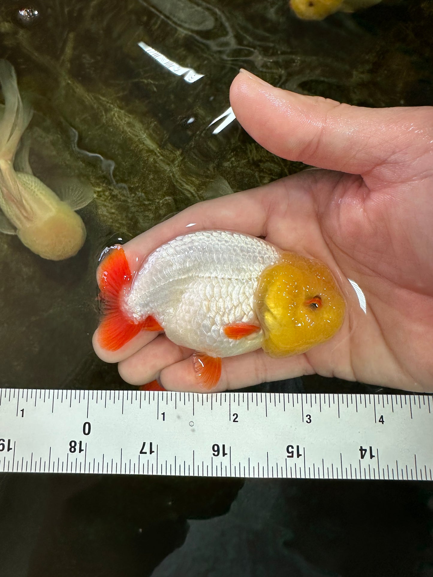 A Grade Lemonhead LionKing 3.5 inches #070425LC_06