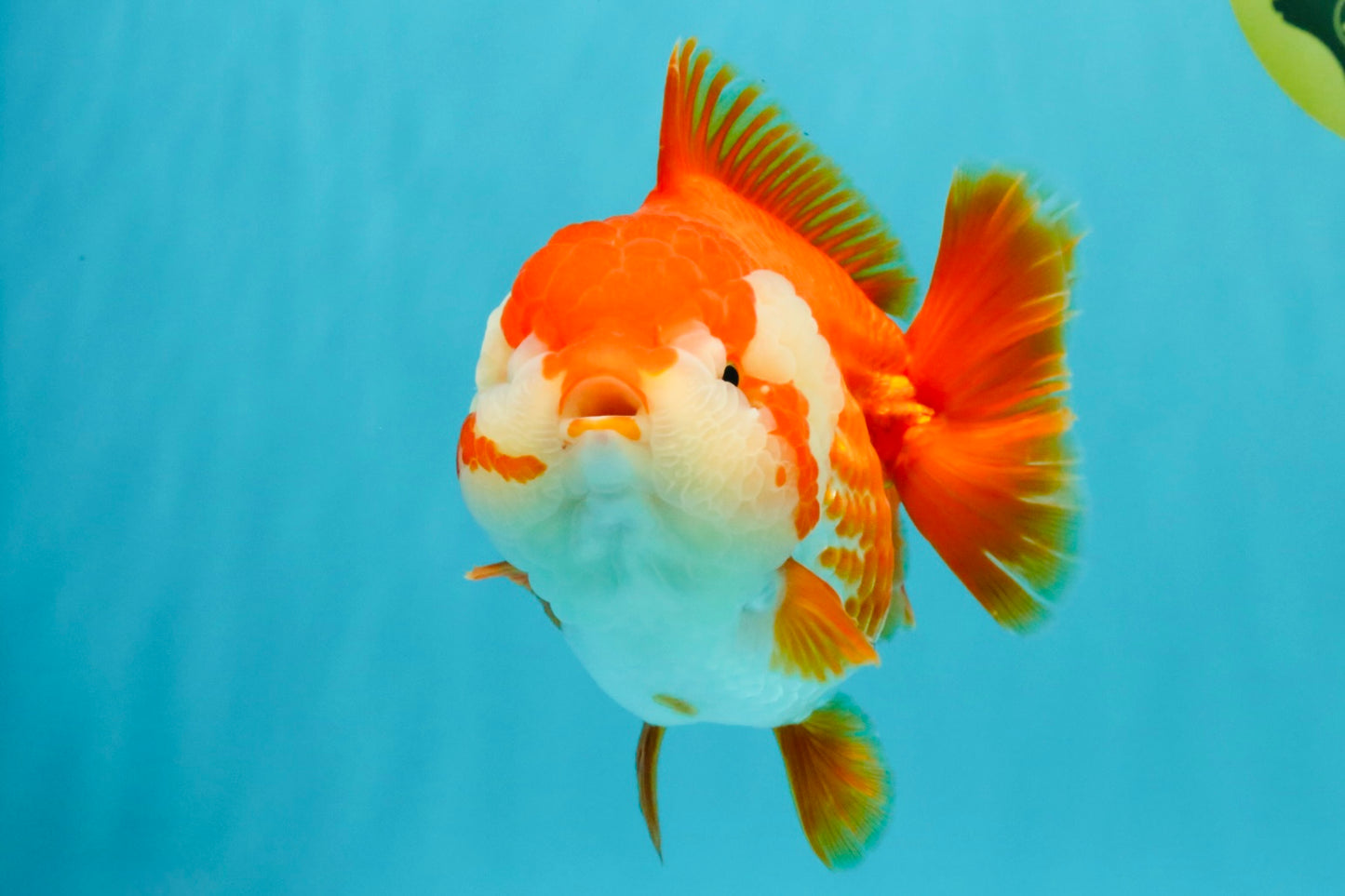 CHONKY AAA Grade Red White Yuanbao Female 6-6.5 inches #032026YB_25