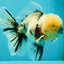 A Grade Marble Oranda Male 7 inches #071026OR_33