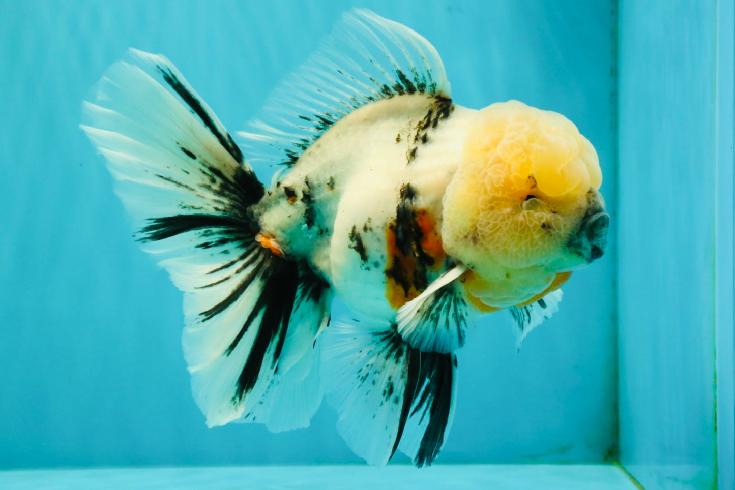 A Grade Marble Oranda Male 7 inches #071026OR_33