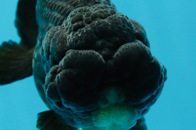 A Grade Black LionKing 4-4.5 inches #050925LC_13