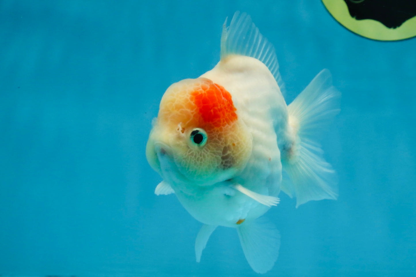 A Grade Sakura Yuanbao Male 4.5 inches #103125YB_01